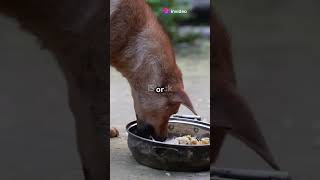 Why Do Dogs Eat Poop [upl. by Ohce]