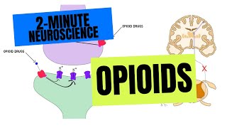 2Minute Neuroscience Opioids [upl. by Daenis]