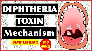 Diphtheria Toxin Mechanism of Action [upl. by Ettenot]