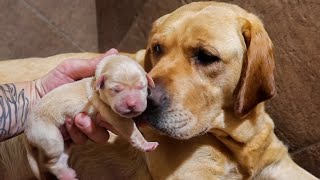 Dog Mom Show’s Off Her Newborn Puppies [upl. by Emmey]