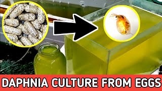 HOW TO HATCH DAPHNIA EGGS  HOW TO CULTURE DAPHNIA [upl. by Illyes]