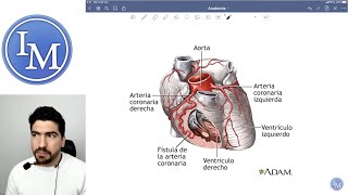 Anatomía  Sistema Cardiovascular  Inductivo a la Facultad de Medicina [upl. by Ymrots928]