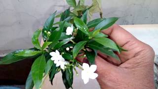 Growing Tips CHANDANITABERNAEMONTANA DIVARICATAPINWHEEL FLOWERNANDIVARDHANAM [upl. by Assiralk]