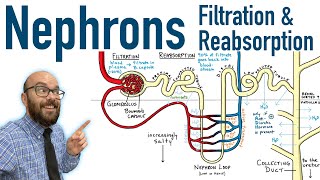 Nephrons  Filtration and Reabsorption Basics [upl. by Wayolle360]