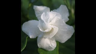 Cape Jasmine  Tabernaemontana divaricata [upl. by Eoin]