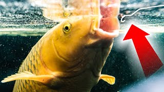 How To Catch Carp  Surface Fishing with Bread and Dog Biscuits  Floater Fishing Tips [upl. by Asher]