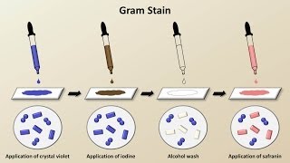 Classification of Bacteria Antibiotics  Lecture 1 [upl. by Leirbag202]