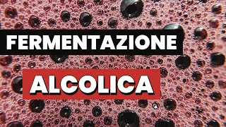 La FERMENTAZIONE ALCOLICA in cinque minuti [upl. by Nallid]