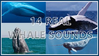 14 Whale Sounds REAL Recordings 1 Hr Loop  Deep Sea Underwater Sounds ♓ [upl. by Sansen]