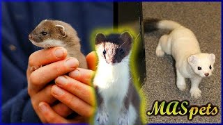 Keeping Stoats as Pets  Shorttailed WeaselErmine as Pets [upl. by Eiaj407]