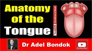 Anatomy of the Tongue Dr Adel Bondok [upl. by Barbe843]