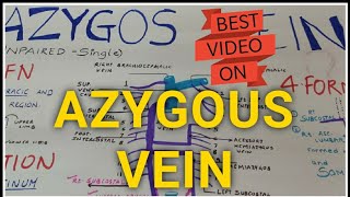 AZYGOS VEINThorax Anatomy  Medseed MBBS [upl. by Arissa]