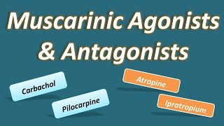 Muscarinic agonists and antagonists [upl. by Rapp]