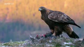 Das Leben des Königs der Berge  Steinadler Doku [upl. by Yanat347]