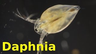 Daphnia [upl. by Katinka966]