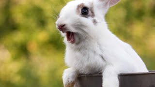 Rabbit Screaming Sound High Quality  Rabbit Sound [upl. by Beaner]