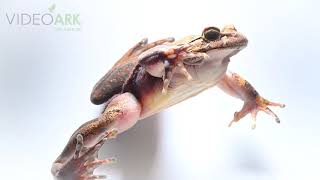 A hairy frog Trichobatrachus robustus from a private collection [upl. by Porte]