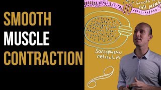 1 Minute Recap  Smooth Muscle Contraction [upl. by So282]