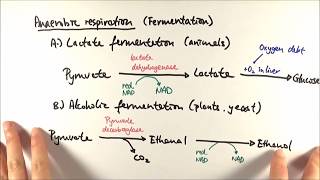 A2 Biology  Anaerobic respiration OCR A Chapter 185 [upl. by Lorenzana]