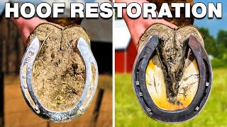 Horse Hoof Cleaning Satisfying Full Restoration [upl. by Sabelle]