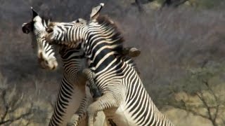 Epic Zebra Fight For Mate  Africa  BBC Earth [upl. by Helsie]