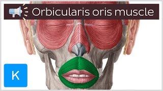 Orbicularis oris muscle  Anatomical Terms Pronunciation by Kenhub [upl. by Yhtamit915]