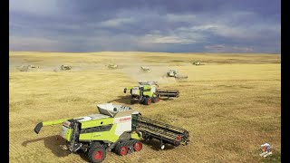 BIG TIME Colorado Wheat Harvest 12 Claas Lexion Combines [upl. by Amadus]