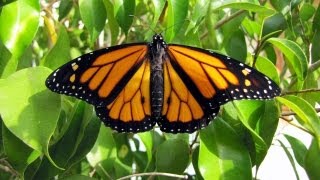 Monarch Mania Monarch Butterfly Life Cycle [upl. by Fablan]