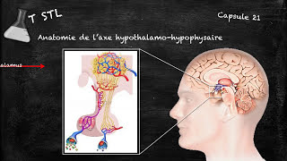 Capsule n°21  laxe hypothalamohypophysaire [upl. by Dana]