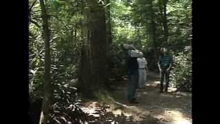 OldGrowth Forests Pennsylvanias Forgotten Giants [upl. by Mckay]