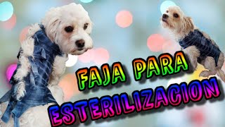 💖haz una FAJA para PERROS o GATOS tutorial 2021🐶💖ESTERILIZACION Cuidados Y BENEFICIOS DIY [upl. by Esinev519]