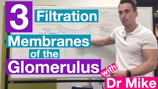 Filtration Membranes of Glomerulus  Renal System [upl. by Prunella]