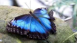 Blue Morpho Butterflies Morpho peleides [upl. by Eiten]