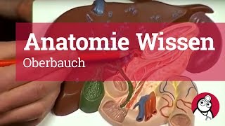 AnatomieWissen Oberbauch [upl. by Treb]