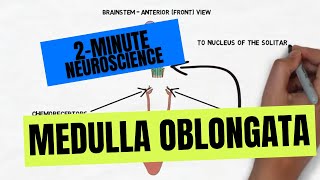 2Minute Neuroscience Medulla Oblongata [upl. by Ellenrad]