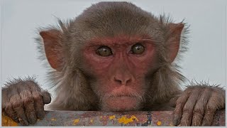 Top 15 Amazing Facts About Rhesus Macaques [upl. by Shuman505]