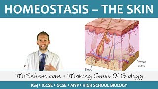 Homeostasis and the Skin  GCSE Biology 91 [upl. by Vardon]