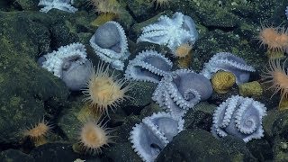 Massive Aggregations of Octopus Brooding Near Shimmering Seeps  Nautilus Live [upl. by Eelinnej]