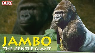 Jambo the Gorilla  The Gentle Giant  Documentary [upl. by Aicinad]