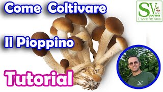 Come coltivare i funghi Pioppini [upl. by Gavan]