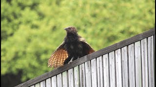 The Pheasant Coucal Different Calls  Townsville Australia [upl. by Sedlik]