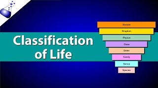 Classification of Life [upl. by Trinl603]