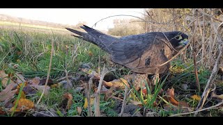 Falconry Diary  Hunting Partridge with a Peregrine x Gyr Falcon [upl. by Fry]