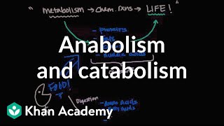 Overview of metabolism Anabolism and catabolism  Biomolecules  MCAT  Khan Academy [upl. by Olemrac]