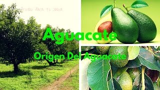 AGUACATE Origen Del Aguacate [upl. by Nedak]