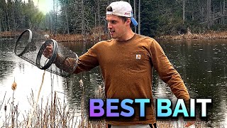 BEST BAIT for trapping minnows [upl. by Teak284]