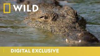 Hippos vs Crocodiles  Croctober  National Geographic Wild UK [upl. by Freed487]