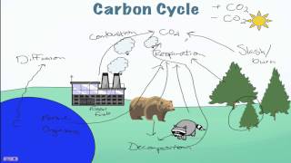 Carbon Cycle Processes [upl. by Sandie735]