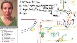 Skeletal Muscle 7 Contraction [upl. by Aihsenek]