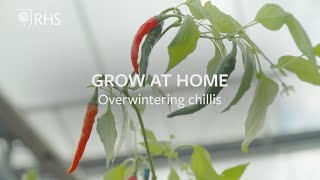 Overwintering chillis  Grow at Home  RHS [upl. by Isahella]